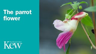 The Parrot Flower