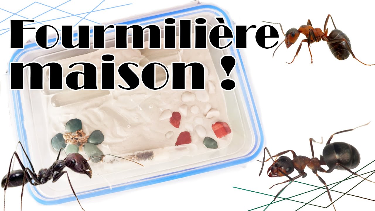 Je fais ma propre fourmilière pour quelques euros !