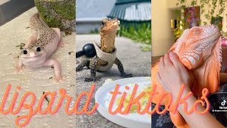 lizard tiktoks cause lizards are neat