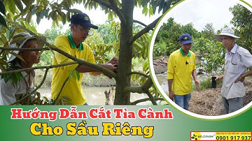 Hướng Dẫn Chăm Sóc Và Cắt Tỉa Cành Cho Sầu Riêng Ri6