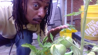 WHEN TO HARVEST PICK TOMATOES PEPPERS CUCUMBERS - Gardening For Beginners 2020 - When Is It Ready? screenshot 5