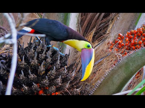 JUNGLE TOUR in Costa Rica | Livin the Dream @FishingwithLuiza