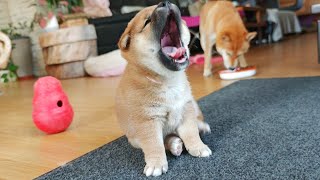She managed to eat a whole kibble for the 1st time!