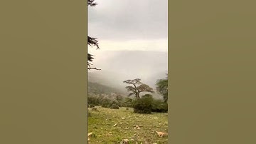 #سورة_الكهف #اسلام_صبحي #السديس #ماهر_المعيقلي #اكسبلور