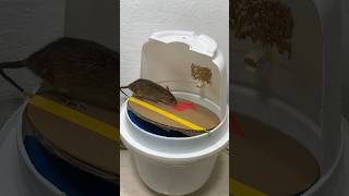 Trap Mice Easily At Home Get Creative With Mouse Traps 6