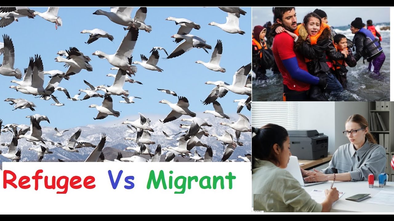 Migration Vs Refugee Difference Who Is A Migrant Who Is A Refugee