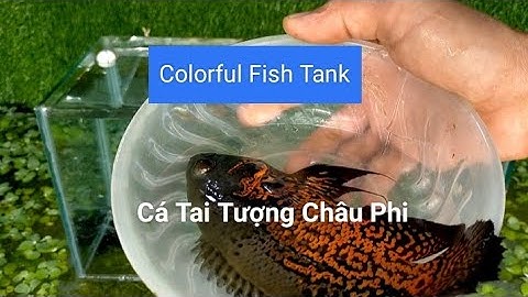 Video Cá Cảnh Đẹp Vui Nhộn Cá Tai Tượng, Cá Bống /Beautiful Colorful Fun Aquarium  #pet #aquarium