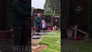 a man releases a pigeon after nursing it back to full health and something bad happens #fail