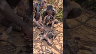 Why Tribes Hunt Porcupines for Their Dangerous Quills#short video
