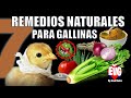 7 Remedios NATURALES para tus Gallinas | MUY FÁCILES DE PREPARAR