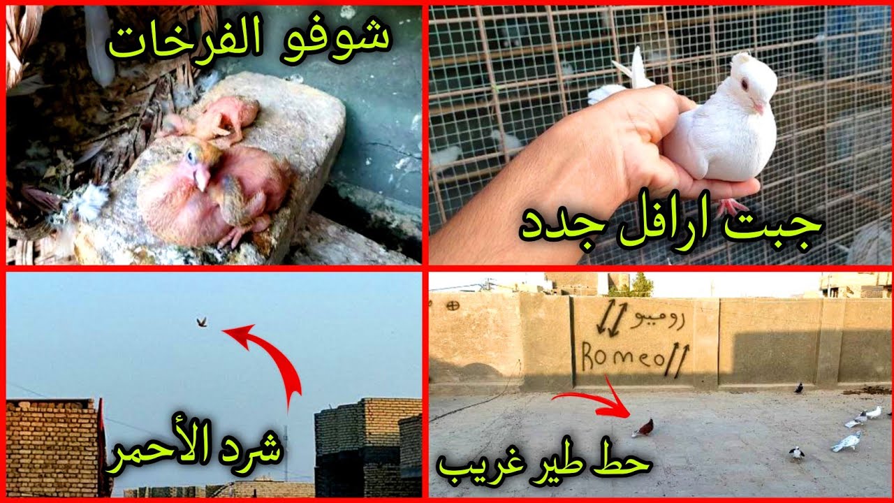 شردن3️⃣ ارافل جعاجيل 🕊️🥹+جبت احلا منهن🤟😍 تعالو شوفو الحمر والفرخات🔥✅