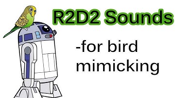 R2D2 Sounds for bird mimicking