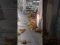 台風は高潮を呼び、漁港内には大量の海藻がごみが打ち上げられるのが定番。