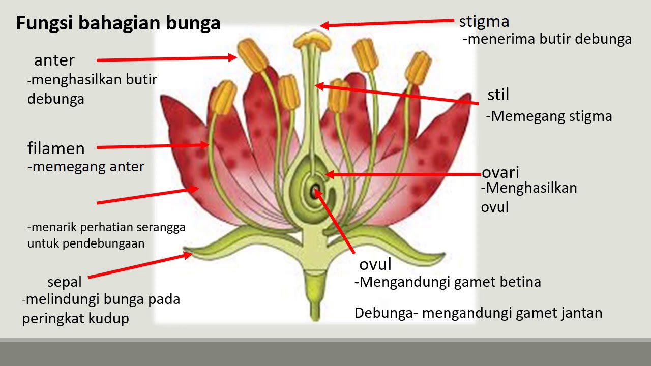 bahagian