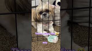 Night time! I have to Be Strong 🥺#shortsfeed #viral #dogs #pets #viralshorts