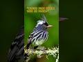 8 Second Animal Secrets – Episode 157: Burung Jambul Hitam Putih Ini Punya Gaya Punk Alami!