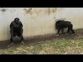 Uncle Bonbon, I'm forever your friend! by Ibuki ボンボンおじちゃん、僕は永遠に友達だよ!イブキ Chimpanzee 多摩動物公園