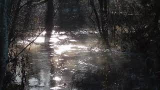 High Water on Colquitz River