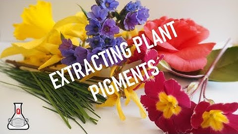 The Chemistry of Colourful Plants (Part 1) - Extraction