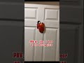 PIZZA #meme #funny #food #elmo