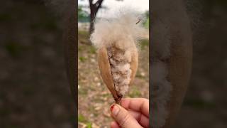 Beautiful nature short video #nature #plantsofindia #reel #love #garden  #trend #viral #shorts