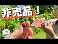 売ってないから、おいしい｜山の実「非売品」食べ放題