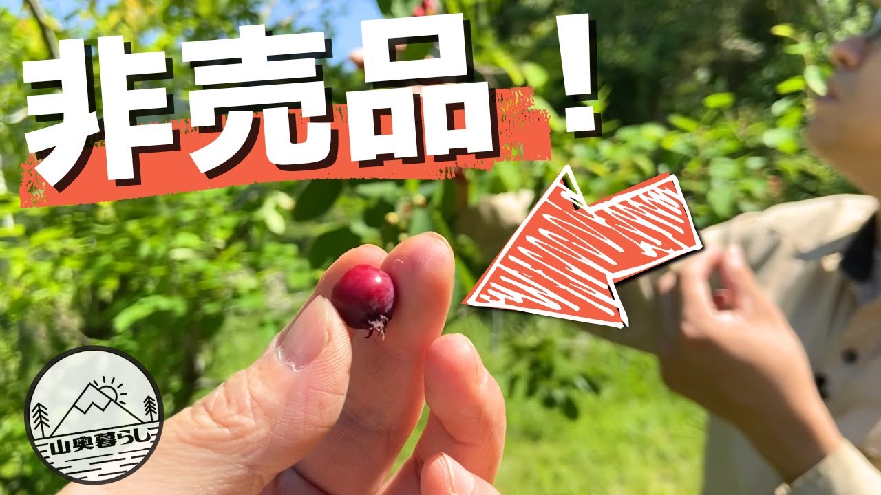 売ってないから、おいしい｜山の実「非売品」食べ放題