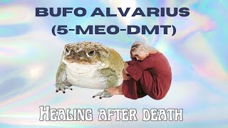 Healing Grief With A Psychedelic Toad Bufo Alvarius, 5-Meo-Dmt