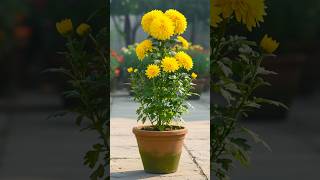 Stem To Plant How To Grow Chrysanthemum Flower Plant At Home From Stem
