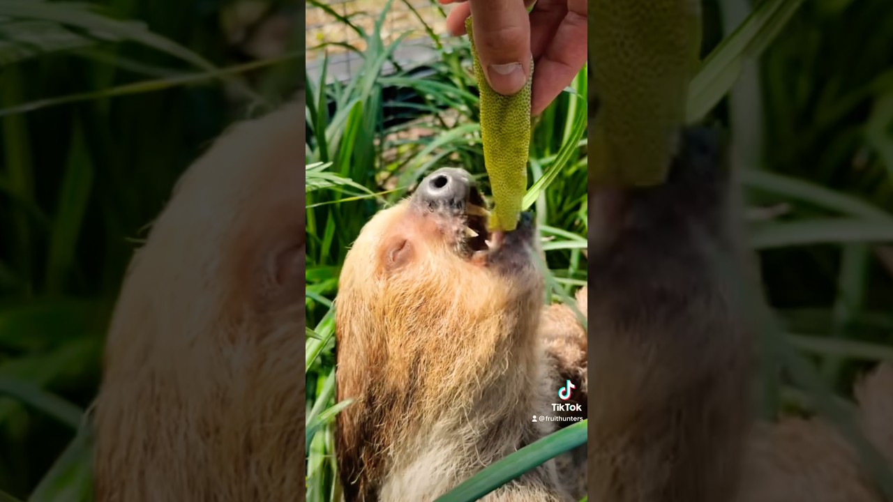Sloths eating cecropia 