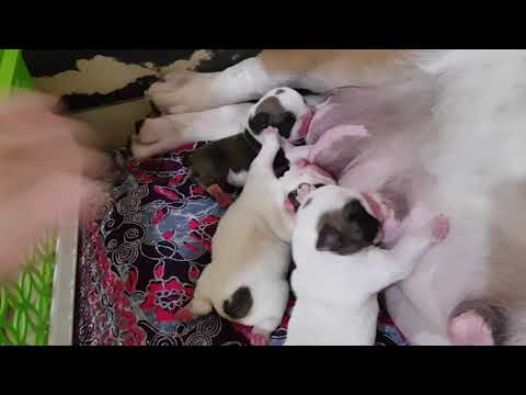 Tempat Tidur dan Cara Menyusui Puppies E.Bulldog usia Minggu Pertama Part 1