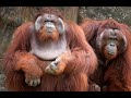 Selección Sexual en Orangutanes/ Sexual Selection in Orangutans