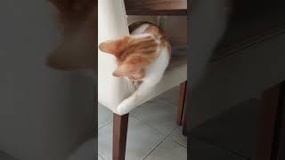 Şirin Çok Vahşice Seviyor Sinba Ise Ona Karşı Kibar Resimi