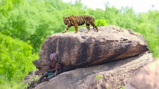 Tiger Attack Stories Tiger Attack Man In The Forest Crazy Life Entertainment