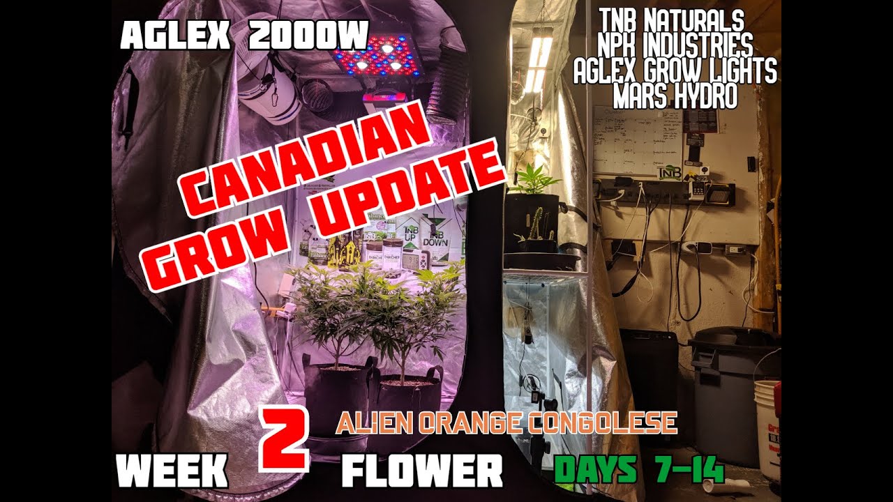 Aglex 2000W Grow || Week 2 Flower ( Days 7-14) Alien Orange Congolese 