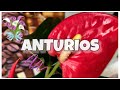 ANTURIOS  🌸 / Maltratados + Resultados 🍃😄