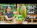 So crunchy with sweet giant mango eating tiny shrimp past sauce | Sweet giant mango collecting