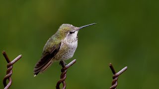 Birds in the Rain