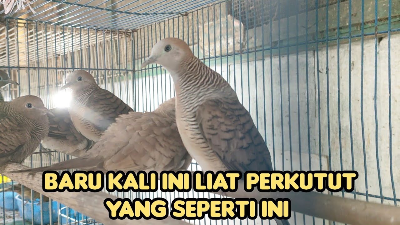 BARU KALI INI LIAT PERKUTUT YANG SEPERTI INI 