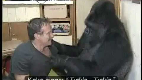 Koko the Gorilla with Robin Williams.mp4