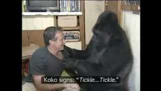 Koko the Gorilla with Robin Williams.mp4(To see more videos of Koko, go to Kokoflix: http://www.youtube.com/user/kokoflix - or the Gorilla Foundation. This isn't my video, I uploaded it because I had a ..., 2012-07-02T12:26:14.000Z)