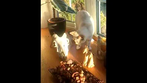 Video 631341: bengal maine coon kitten, maine coon cross kittens, maine coon toys