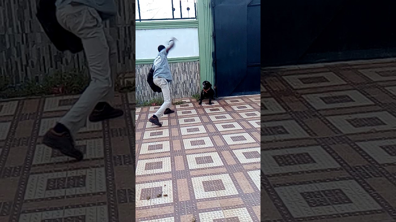 Aggressive dog training by lartet pet services