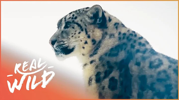 Tracking The Elusive Snow Leopard | Gyamo Mountain Queen | Real Wild - DayDayNews