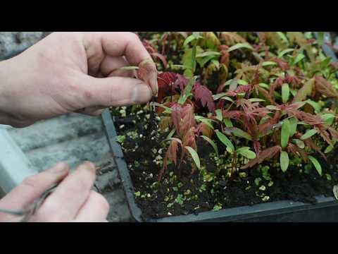 How to Grow a Maple Acer Tree from Seed