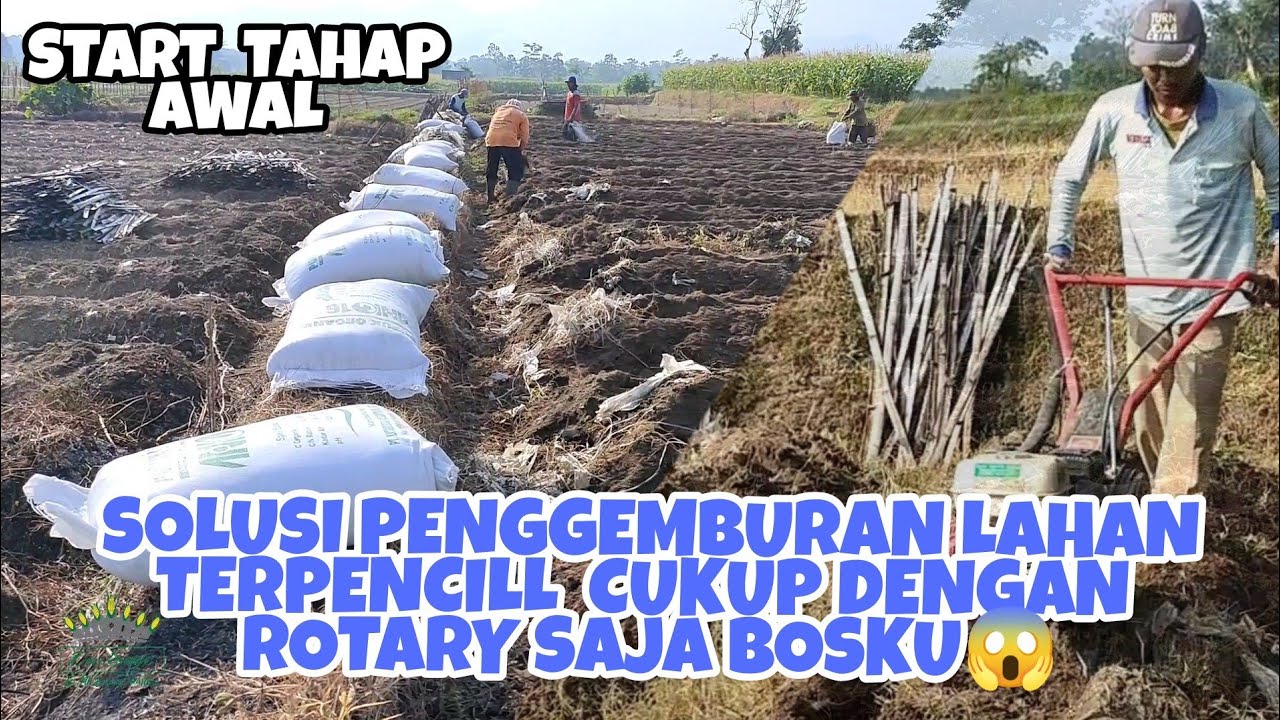 MENGOLAH LAHAN PERTANIAN UNTUK PERSIAPAN TANAM TOMAT SERVO