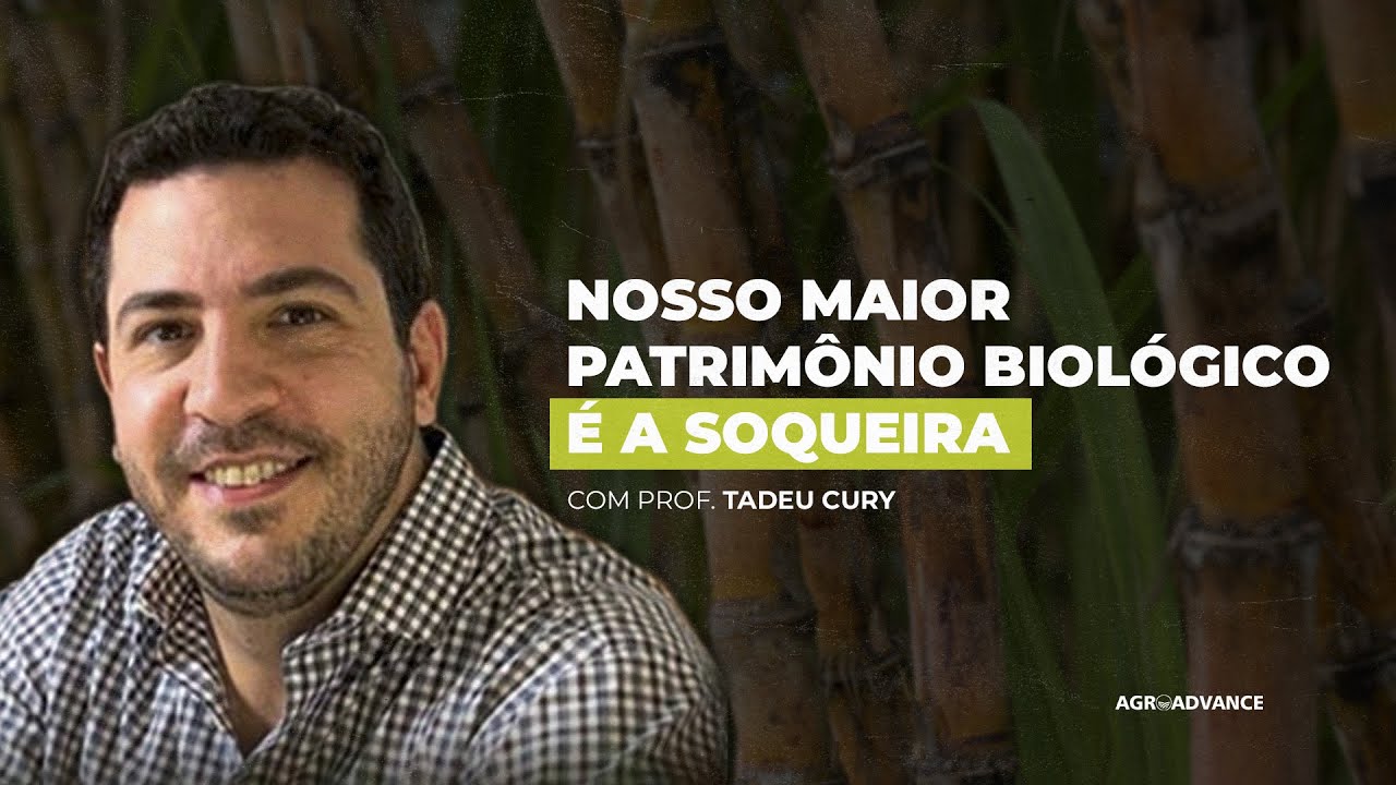 Colheita de cana-de-açúcar: mecanização e automatização