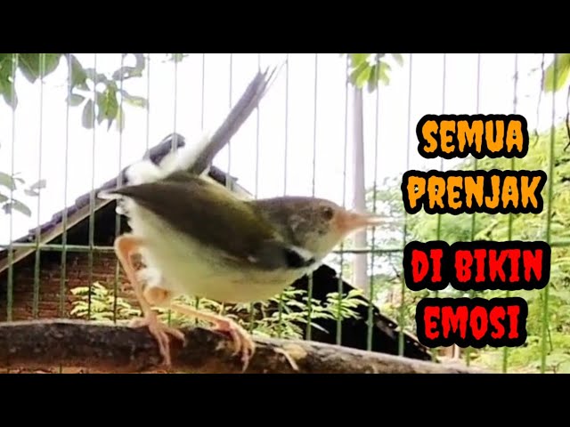 PRENJAK GACOR SUARA NGOTOT ‼️ BIKIN SEMUA PRENJAK YANG MENDENGAR LANGSUNG EMOSI IKUT NGOTOT 🔥 class=