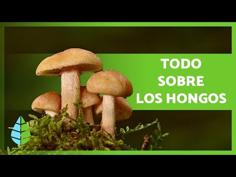 Video: ¿Cuáles son las características sobresalientes de los hongos del reino?