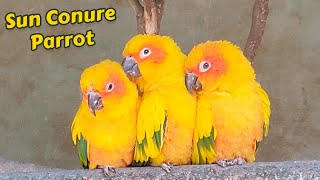 Sun Conure Parrot in Nainital Zoo - Sun Parakeet